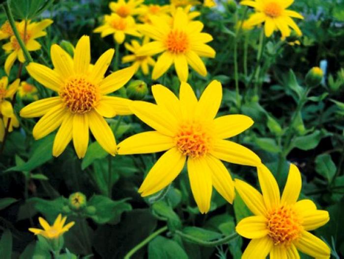 La fleur d'arnica