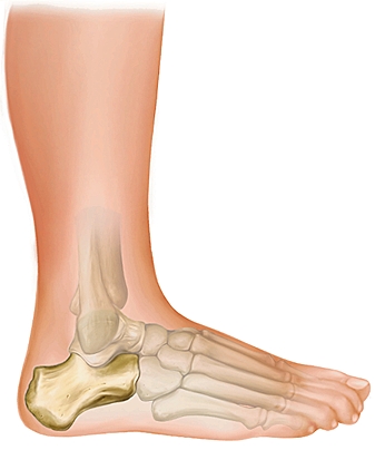 Le calcaneum